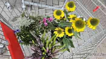 Tschüss, vertrocknete Sommerblümchen – hallo, herbstliche Blütenpracht