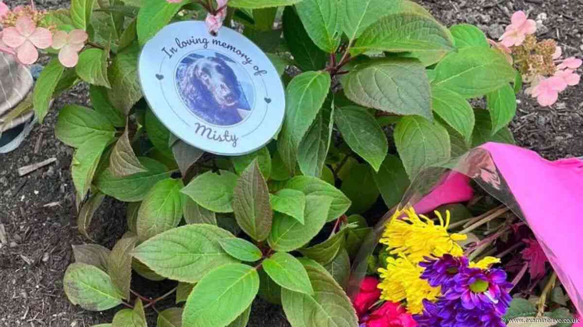 Sheffield dog owner's heartbreak after memorial removed from park