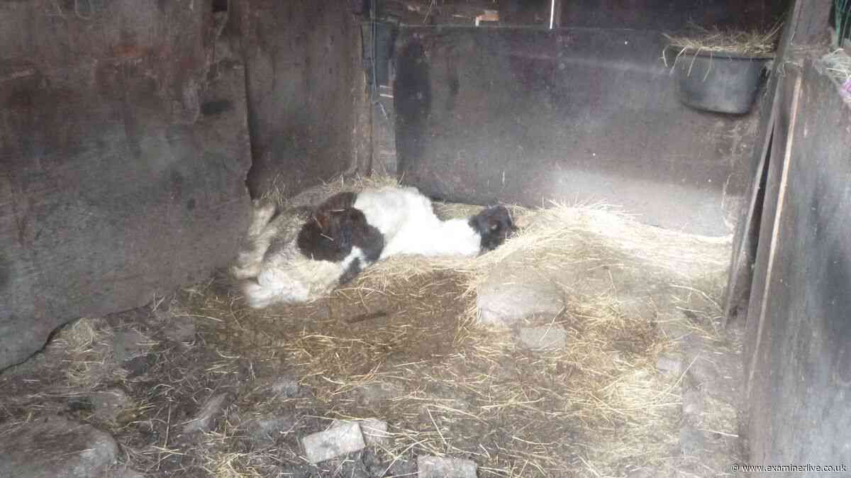 Starving foal found collapsed in filthy stable - Shipley man said his horses were 'fine'