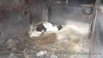 Starving foal found collapsed in filthy stable - Shipley man said his horses were 'fine'