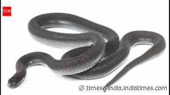New snake discovered in Ethiopia after seven years of research