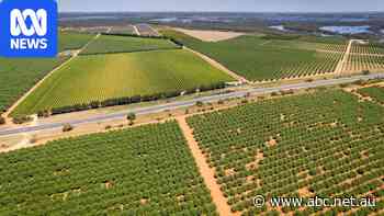 Breaking: SA government commits $109m to help struggling wine industry