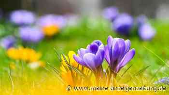 Schon jetzt an Frühling denken - und Blumenzwiebeln setzen