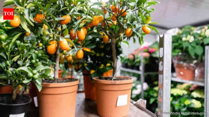How to grow a lemon plant in a small pot: Easy steps to grow a healthy plant and enjoy fresh lemons at home