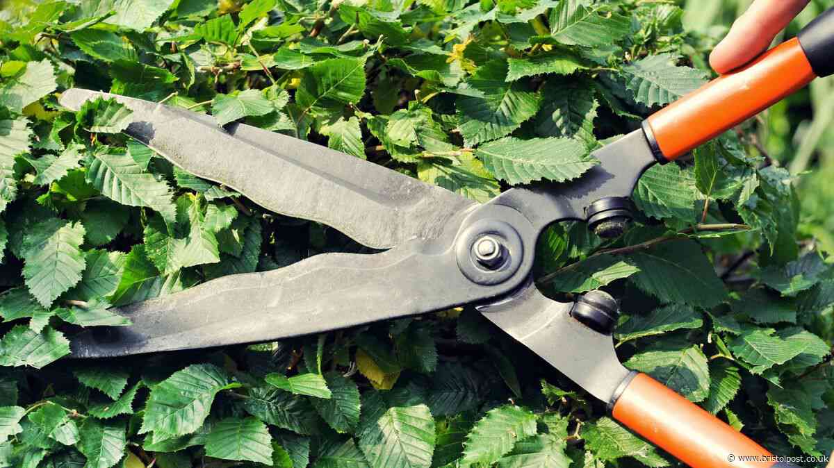 Bristol property developer fined thousands over work on tree