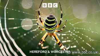 How to spot a wasp spider