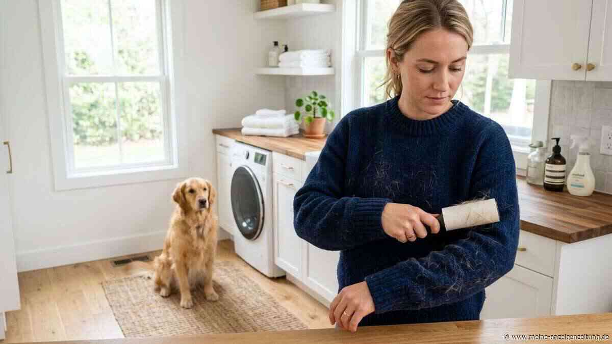 Hundehaare in der Wäsche: Dieser Waschfehler kostet Nerven