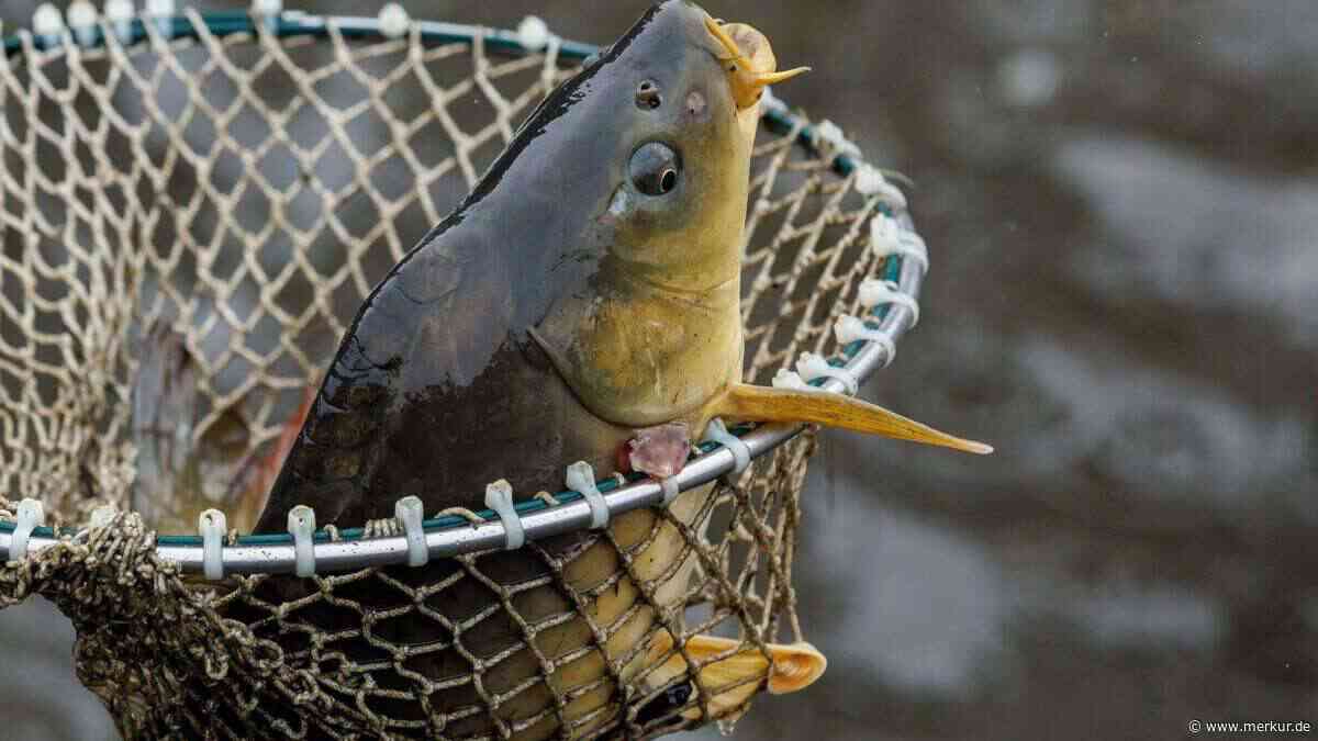 Rätsel in Bayern: Massen-Fischsterben in Teichen – Karpfen und Forellen betroffen