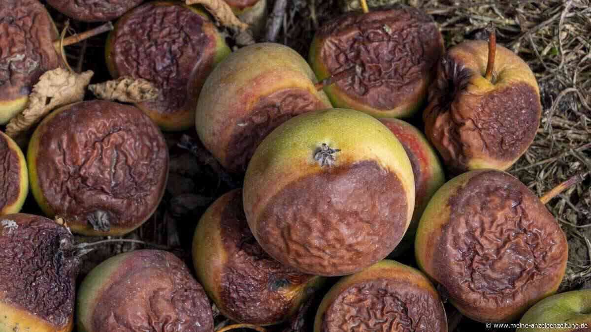 Mit Fallobst kommen Mäuse, Ratten und sogar Schlangen in den Garten: So lässt sich das Problem lösen