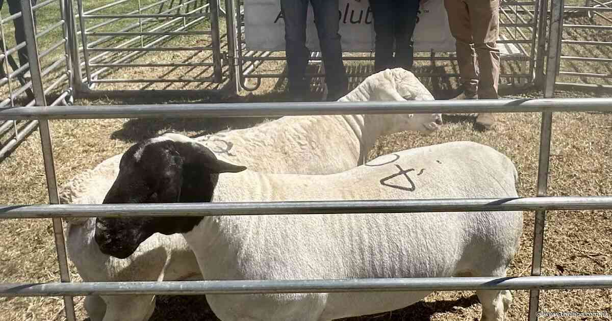 High clearance rate for hardy sheep at Nyngan Dorper and White Dorper sale