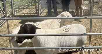 High clearance rate for hardy sheep at Nyngan Dorper and White Dorper sale