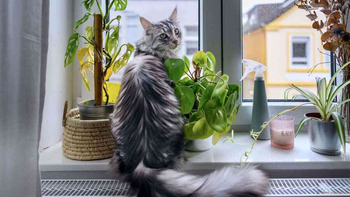 Mehr als Zeitvertreib: Darum ist der Fensterplatz für Katzen wichtig