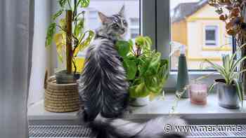 Mehr als Zeitvertreib: Darum ist der Fensterplatz für Katzen wichtig