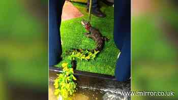 'Dangerous' crocodile seized from suburban semi-detached house in leafy Manchester suburb