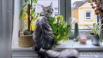 Mehr als Zeitvertreib: Darum ist der Fensterplatz für Katzen wichtig
