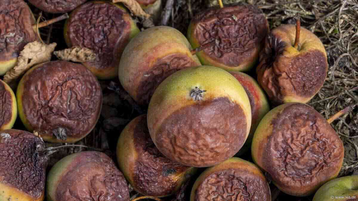 Mit Fallobst kommen Mäuse, Ratten und sogar Schlangen in den Garten: So lässt sich das Problem lösen