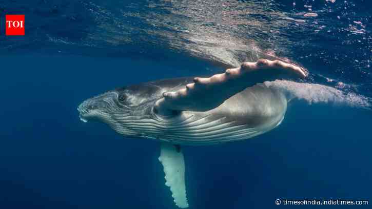 Whale Post-Mortem Behaviour: Study details mother’s vigil; scientists urge further observations