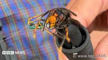 Trackers locate 'island's first' Asian hornet nest