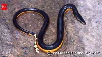 Venomous Yellow Bellied snake washes ashore on SoCal beach once in 10 years: predator stuns family