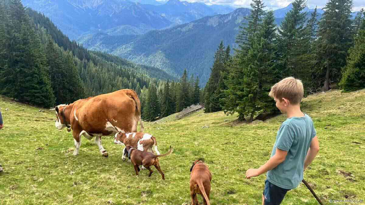Spontane Kälbchengeburt: 30 Rinder vom Seitzhof verbringen Sommer auf Alm am Spitzingsee
