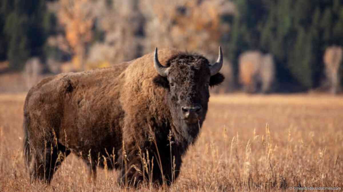 From tens of millions to 1,000: 140 years after vanishing, America’s bison return to the prairie