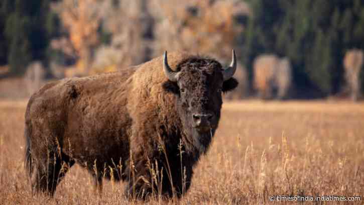 From tens of millions to 1,000: 140 years after vanishing, America’s bison return to the prairie