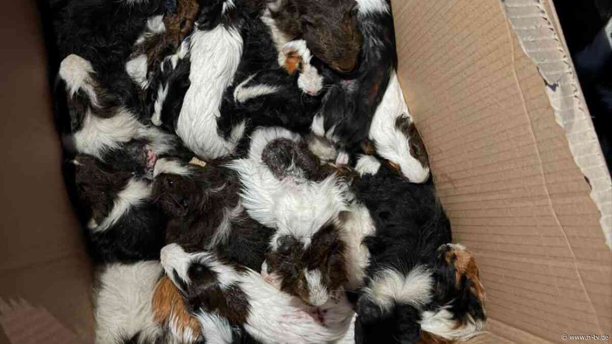 Region sucht früheren Halter: Dutzende Meerschweinchen in Wald ausgesetzt