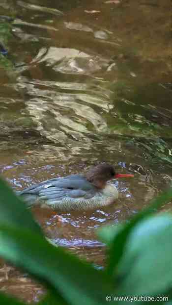 Merganser Call