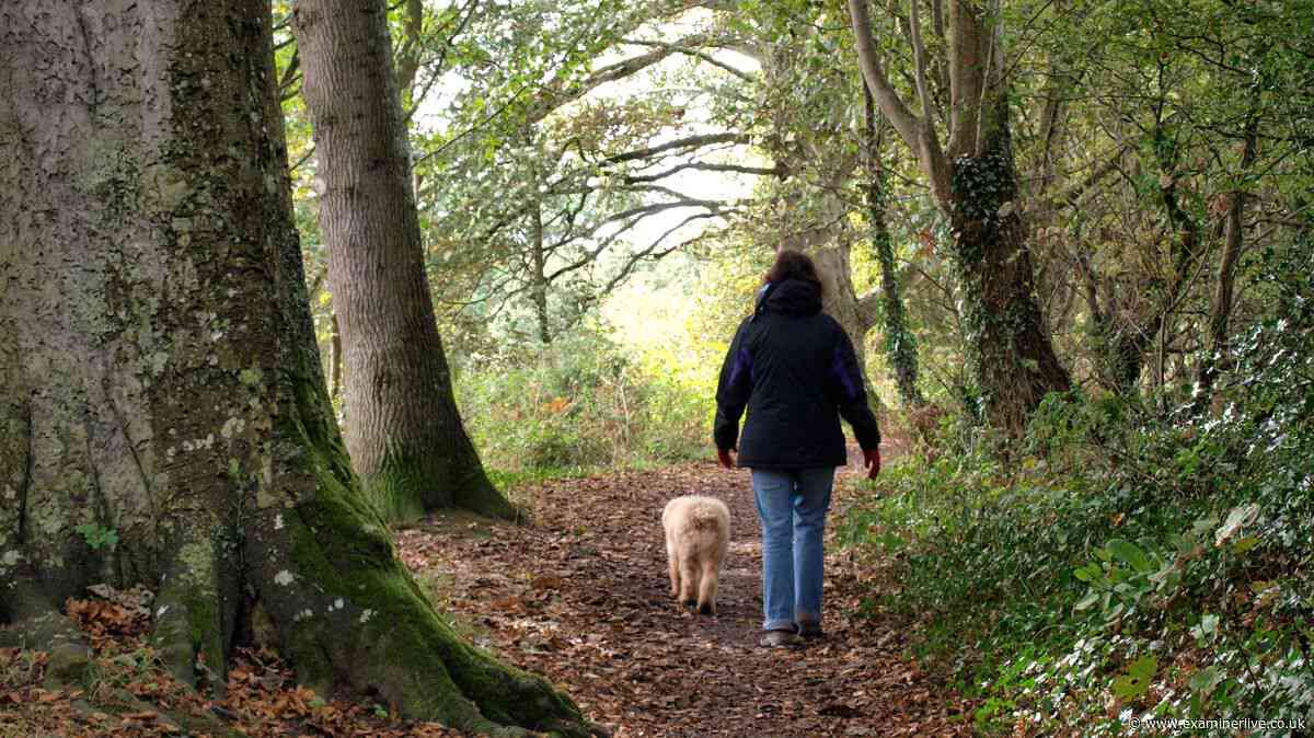 Urgent warning to dog owners as experts say danger is 'early this year'