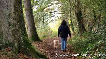 Urgent warning to dog owners as experts say danger is 'early this year'