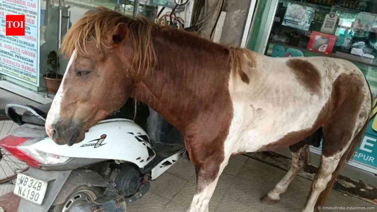 Abandoned pony limping through Kharagpur traffic rescued for veterinary care