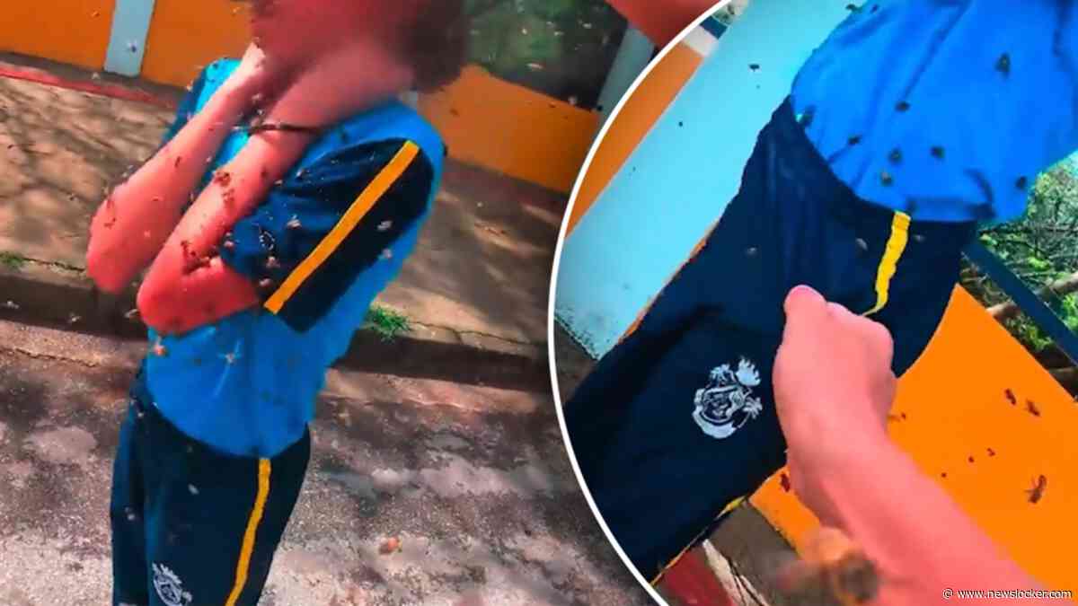 Meisje in totale paniek als ze wordt aangevallen door zwerm bijen