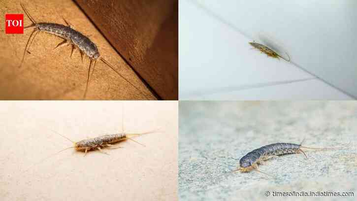Why silverfish suddenly appear in bathrooms and wardrobes: 3 smart tips to get rid of them