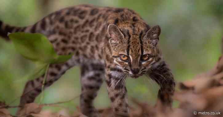 New wildcat species has been found for the first time in more than 100 years