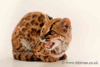 What Is a Tiger Cat? 'Weird' Spotted Feline Mistaken for Another Species Hid a 1.4-Million-Year Secret