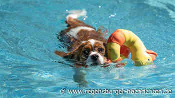 W?hrdbad l?dt wieder zum Regensburger Hundeschwimmen