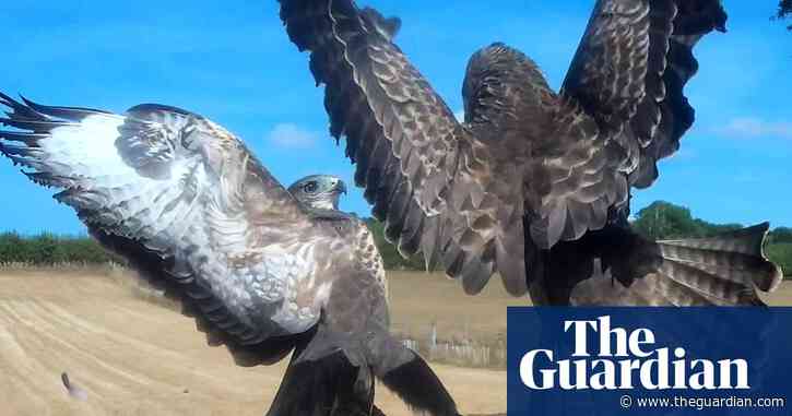 Country diary: Dinner time for the buzzard family is not a dignified affair | Kate Blincoe