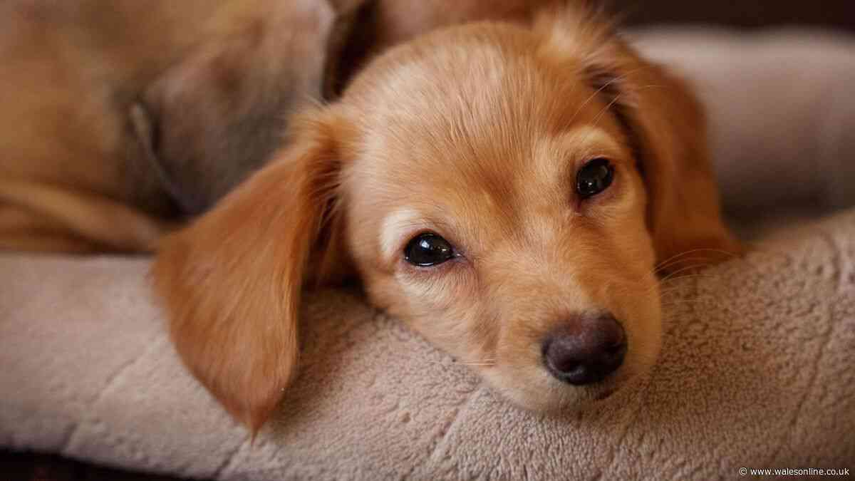 Strange reason cute dogs can make you want to 'attack' them with kisses