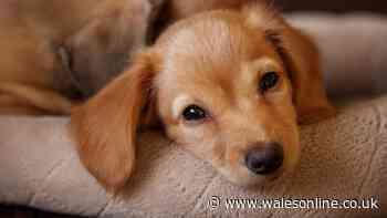 Strange reason cute dogs can make you want to 'attack' them with kisses