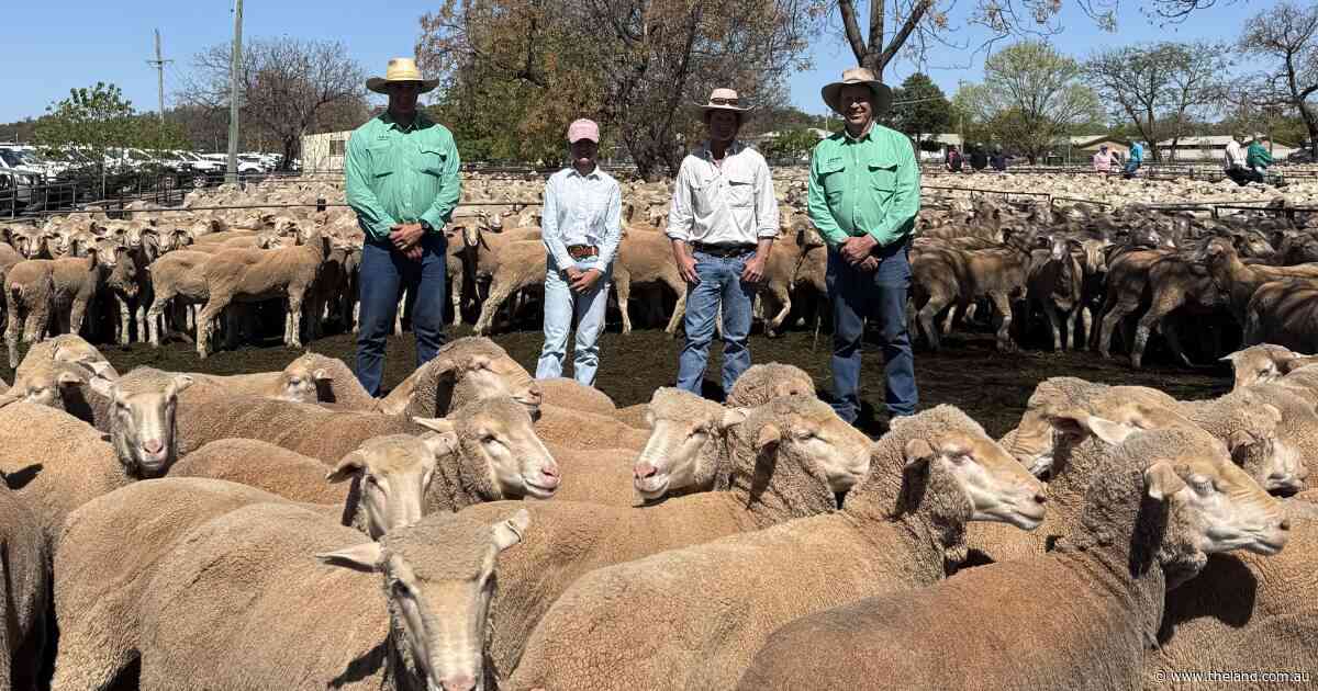 Record $515 high for maiden Merinos at Hay proves keen restocker interest