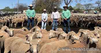 Record $515 high for maiden Merinos at Hay proves keen restocker interest