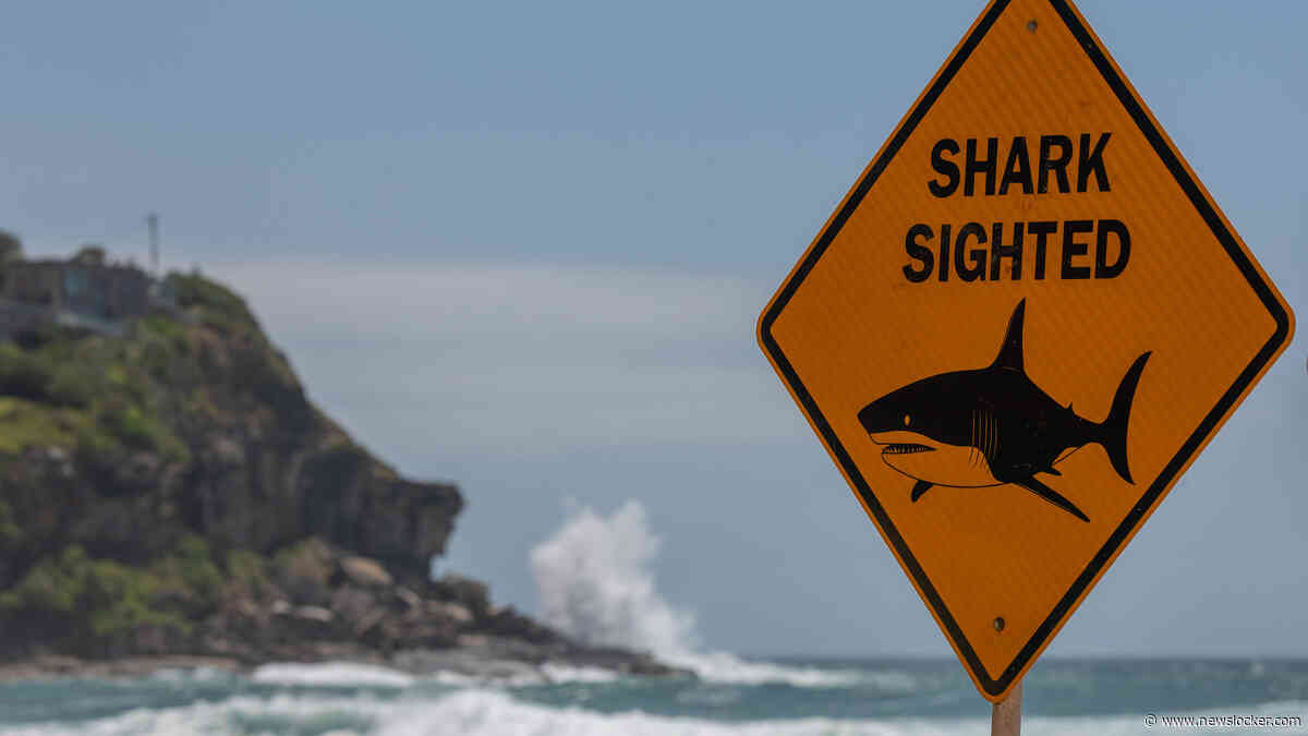 Zwemmer overleden door haaienbeet voor westkust Australië: vijfde dodelijke haaienaanval dit jaar