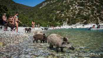 I went to a tiny Greek island to swim with pigs - it was nothing like I expected