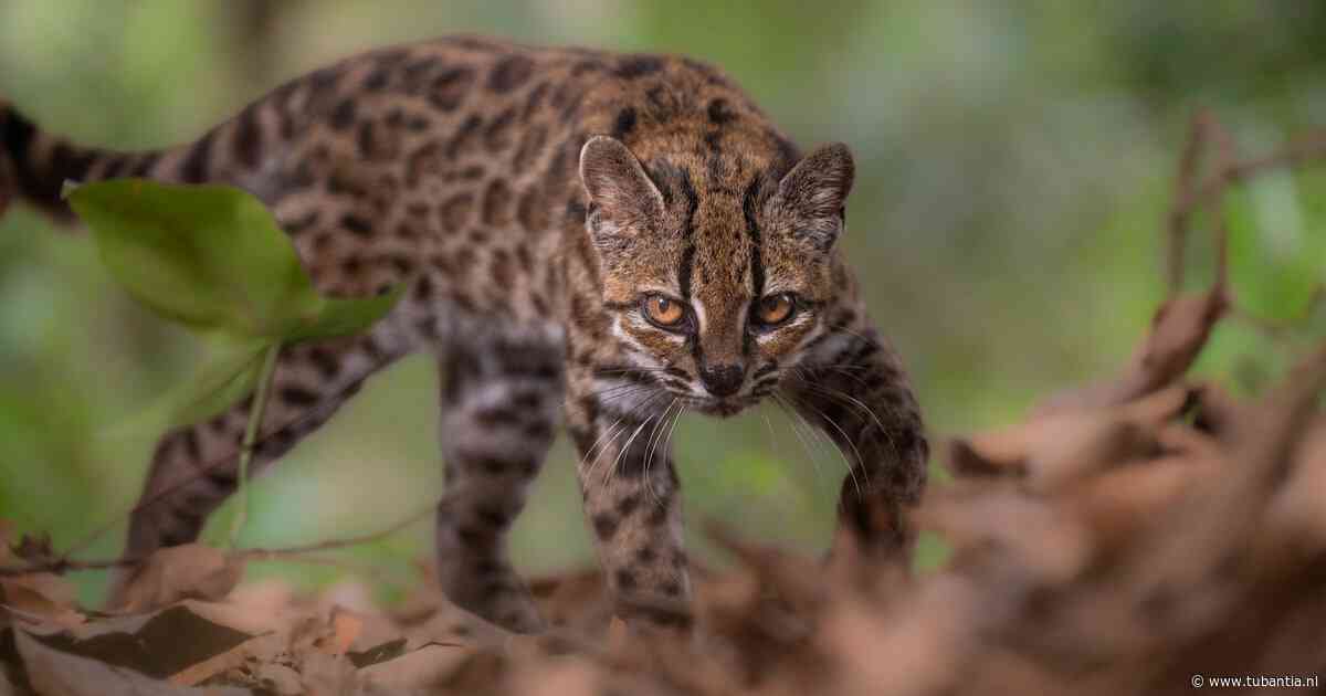 Opvang van ‘rare huiskat’ leidt tot ontdekking van compleet nieuwe soort in Bolivia