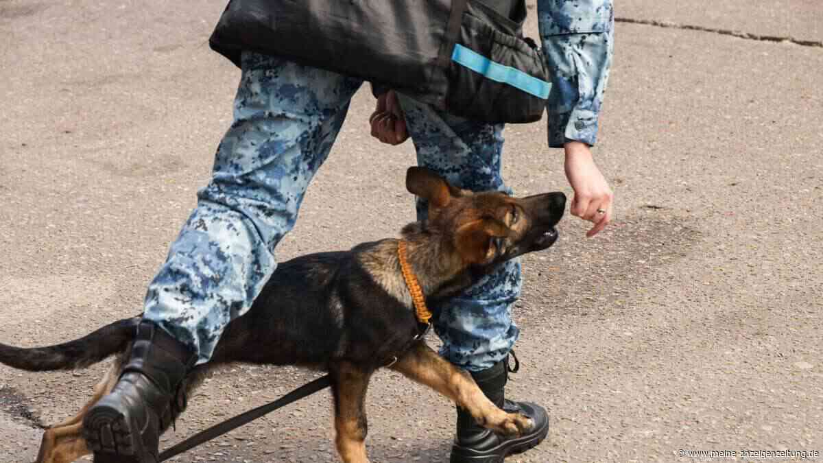 Verunreinigter Impfstoff in Russland: Hunde sterben nach Routine-Impfung – 300 Beschwerden eingegangen