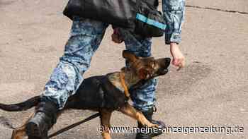 Verunreinigter Impfstoff in Russland: Hunde sterben nach Routine-Impfung – 300 Beschwerden eingegangen