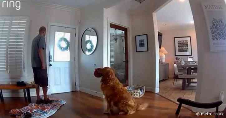 ‘World’s worst guard dog’ brings intruder a toy instead of scaring him away