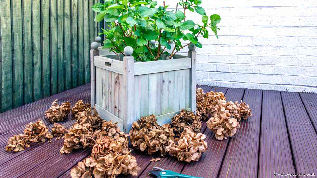 Woman 'devastated' after neighbour cuts down her beautiful hydrangeas without permission