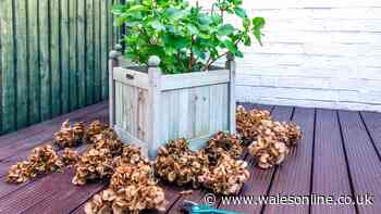 Woman 'devastated' after neighbour cuts down her beautiful hydrangeas without permission