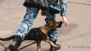 Verunreinigter Impfstoff in Russland: Hunde sterben nach Routine-Impfung – 300 Beschwerden eingegangen